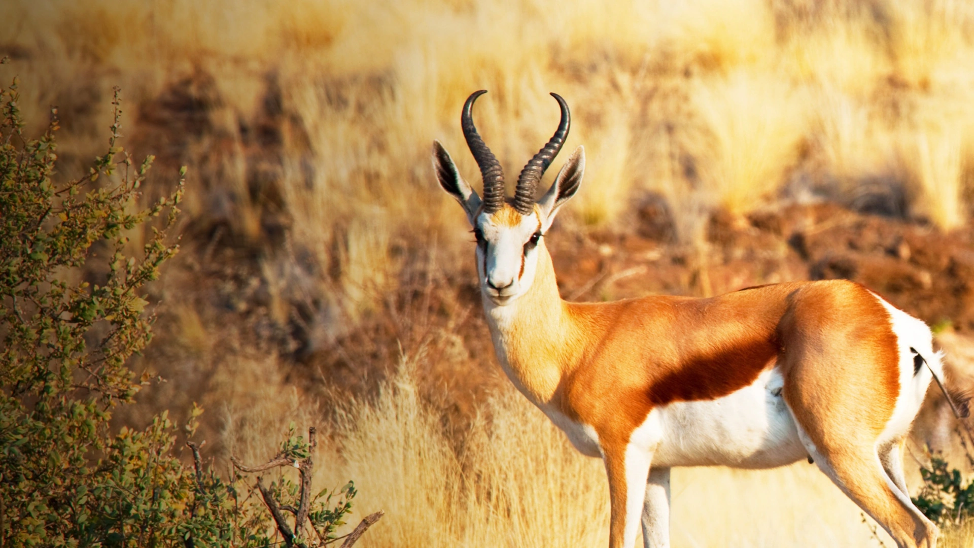 Springbocks en Namibie