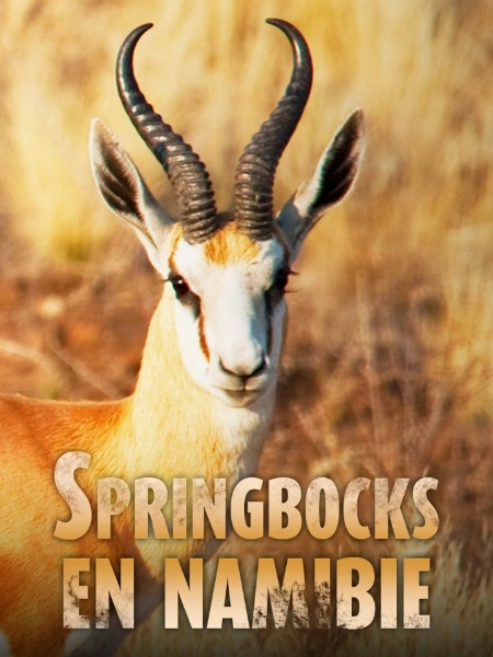 Springbocks en Namibie