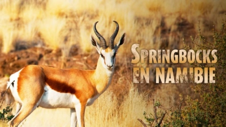 Springbocks en Namibie