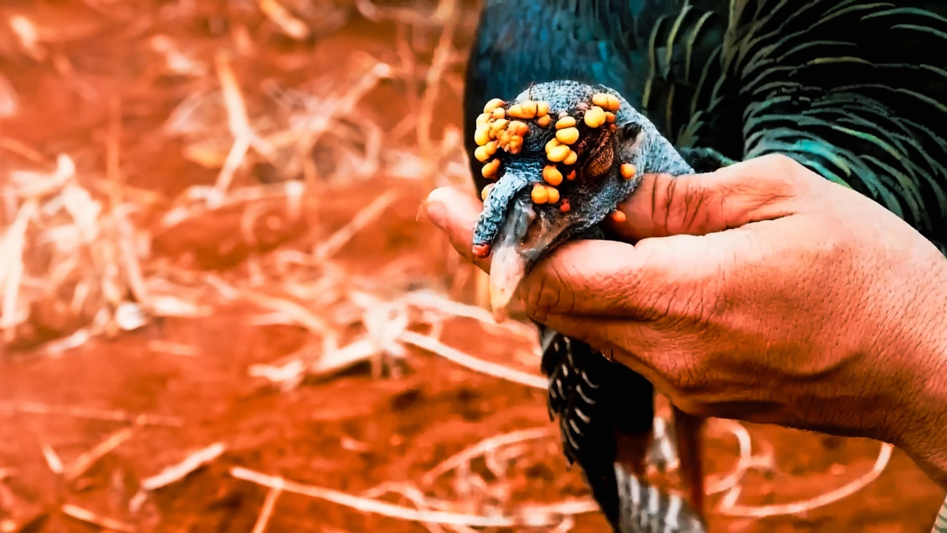 Histoire de famille au Mexique 2