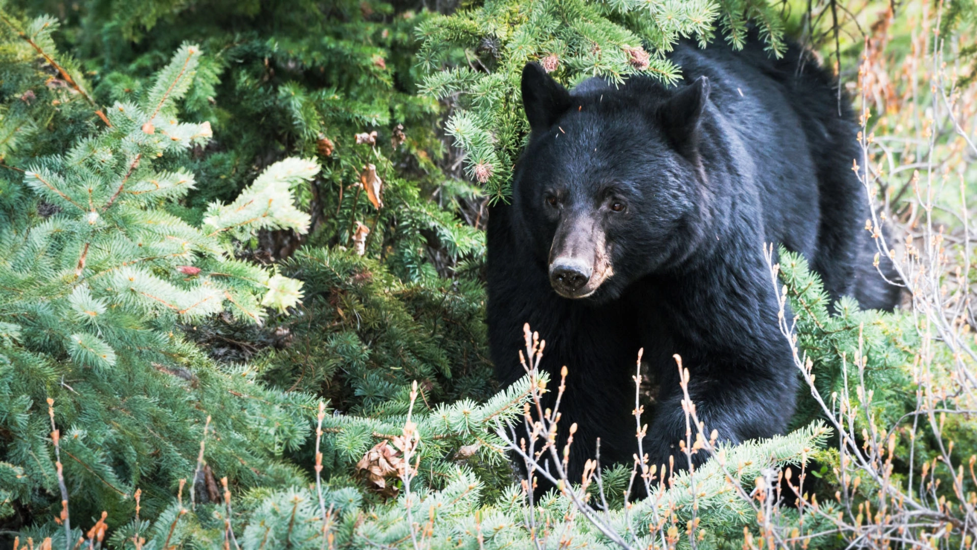 L'ours du lac Métis
