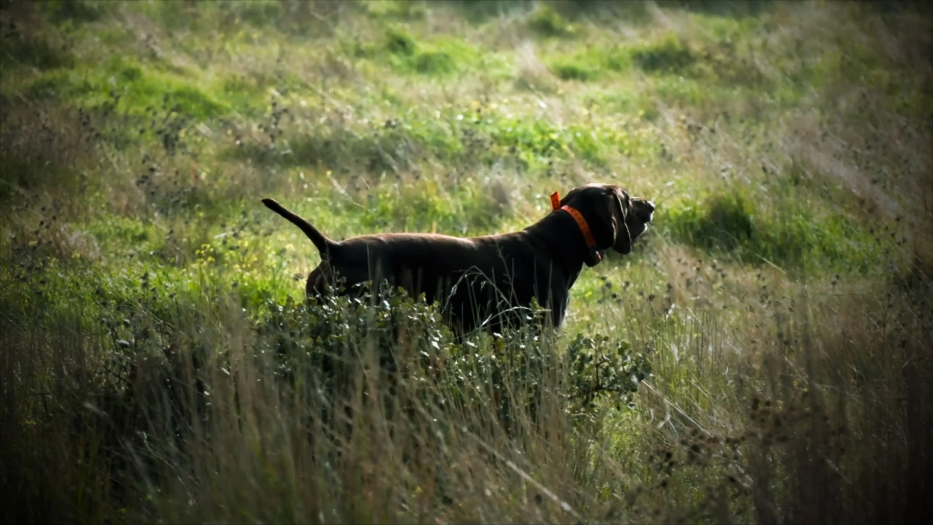 Perdreaux en Espagne