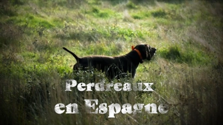 Perdreaux en Espagne