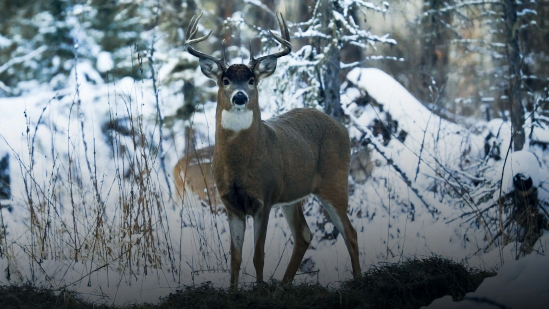 Elusive whitetail