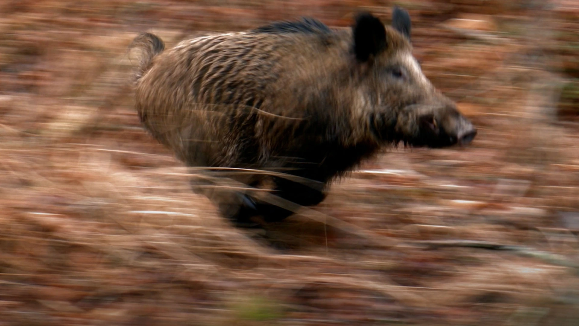 La traque de la bête noire 1