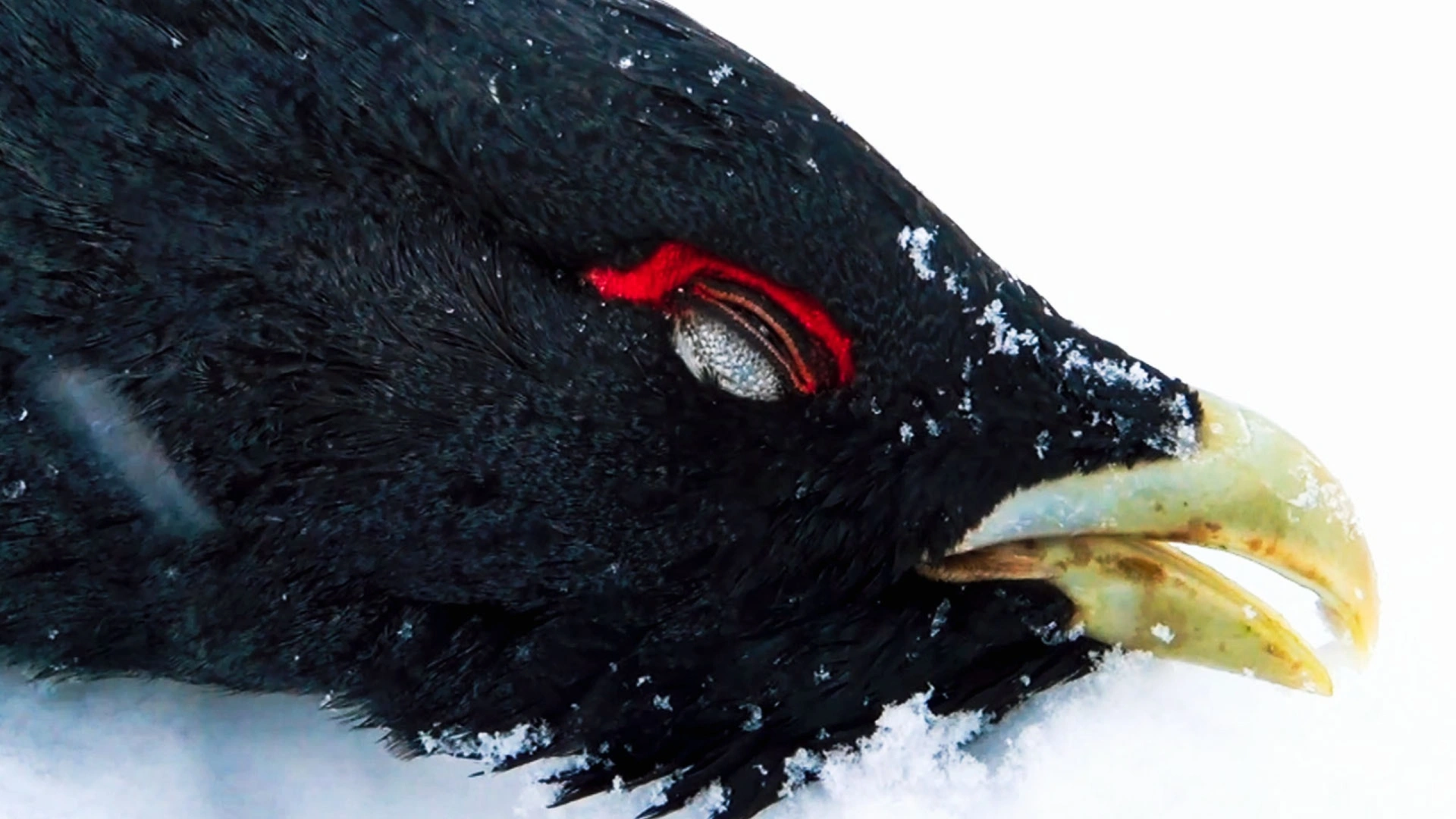 Tétras à ski en Laponie