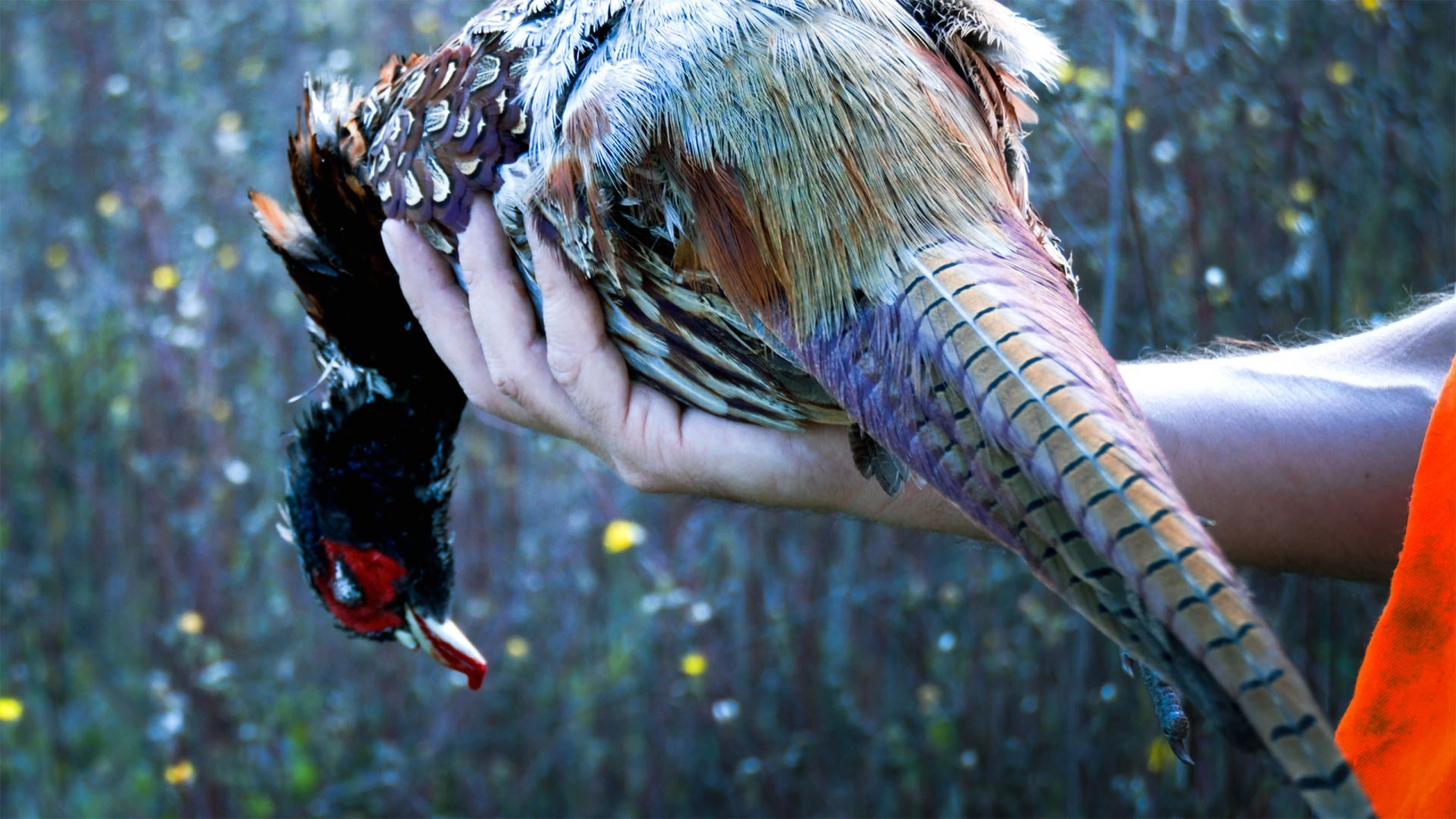 Ouverture de la chasse 2022