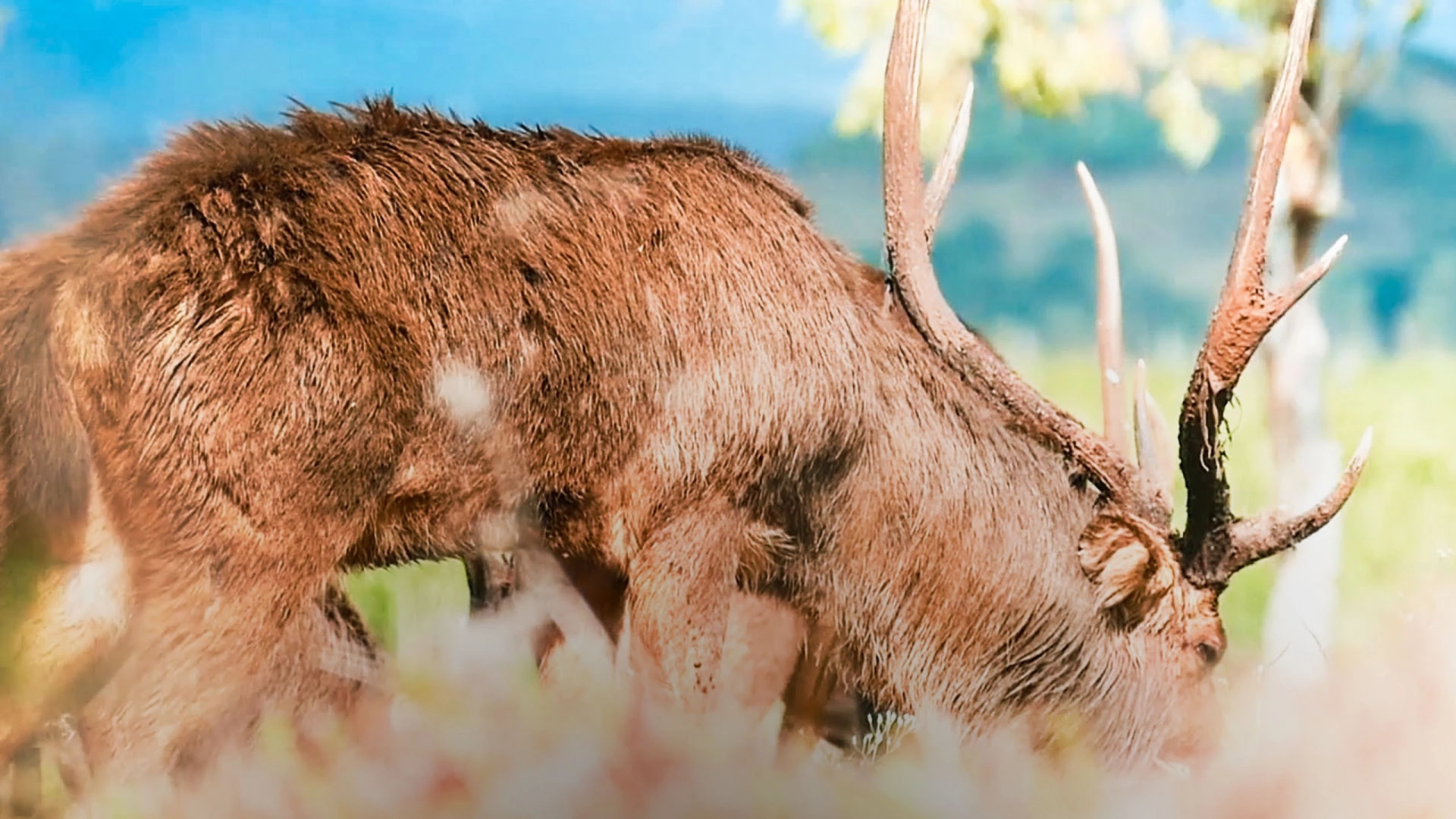 Chasser le cerf Rusa