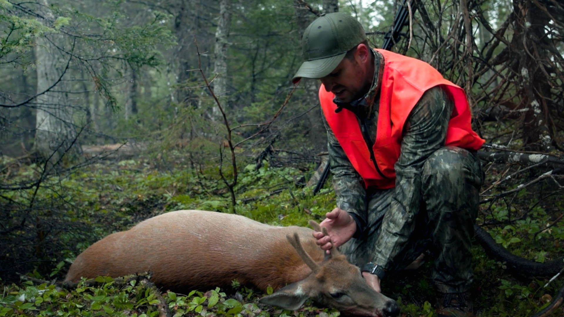 Chevreuils Anticosti