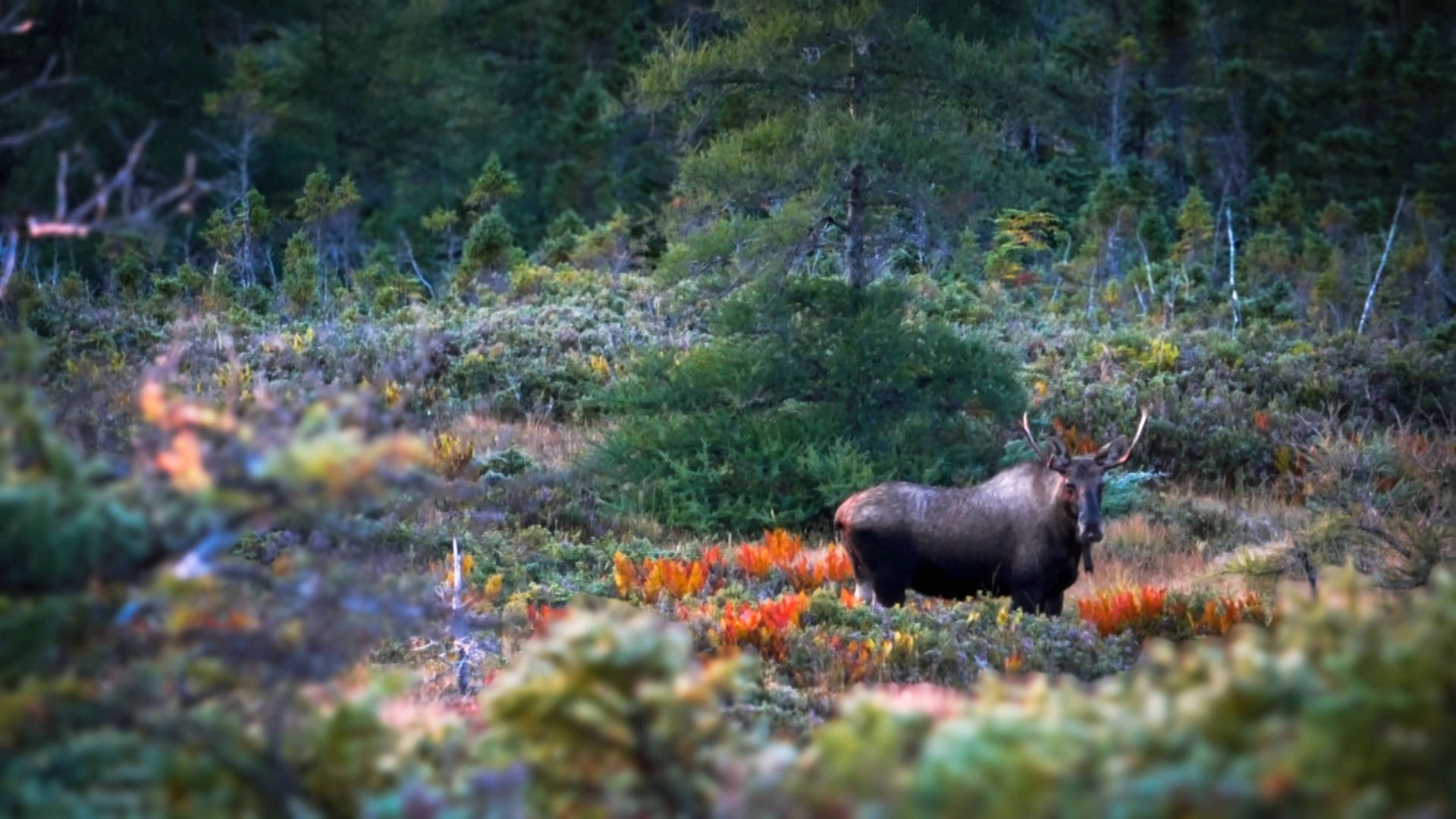 Chasse en Terre-Neuve