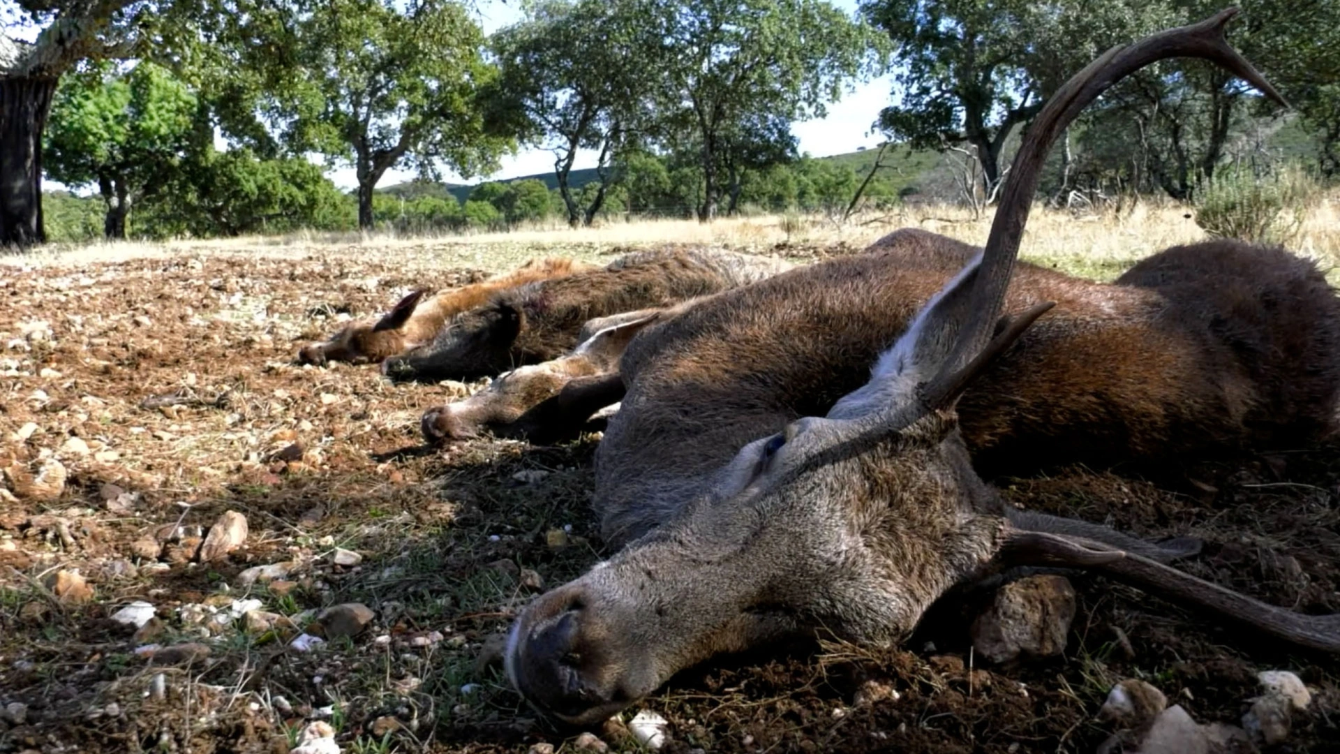 Battue et affût en Espagne