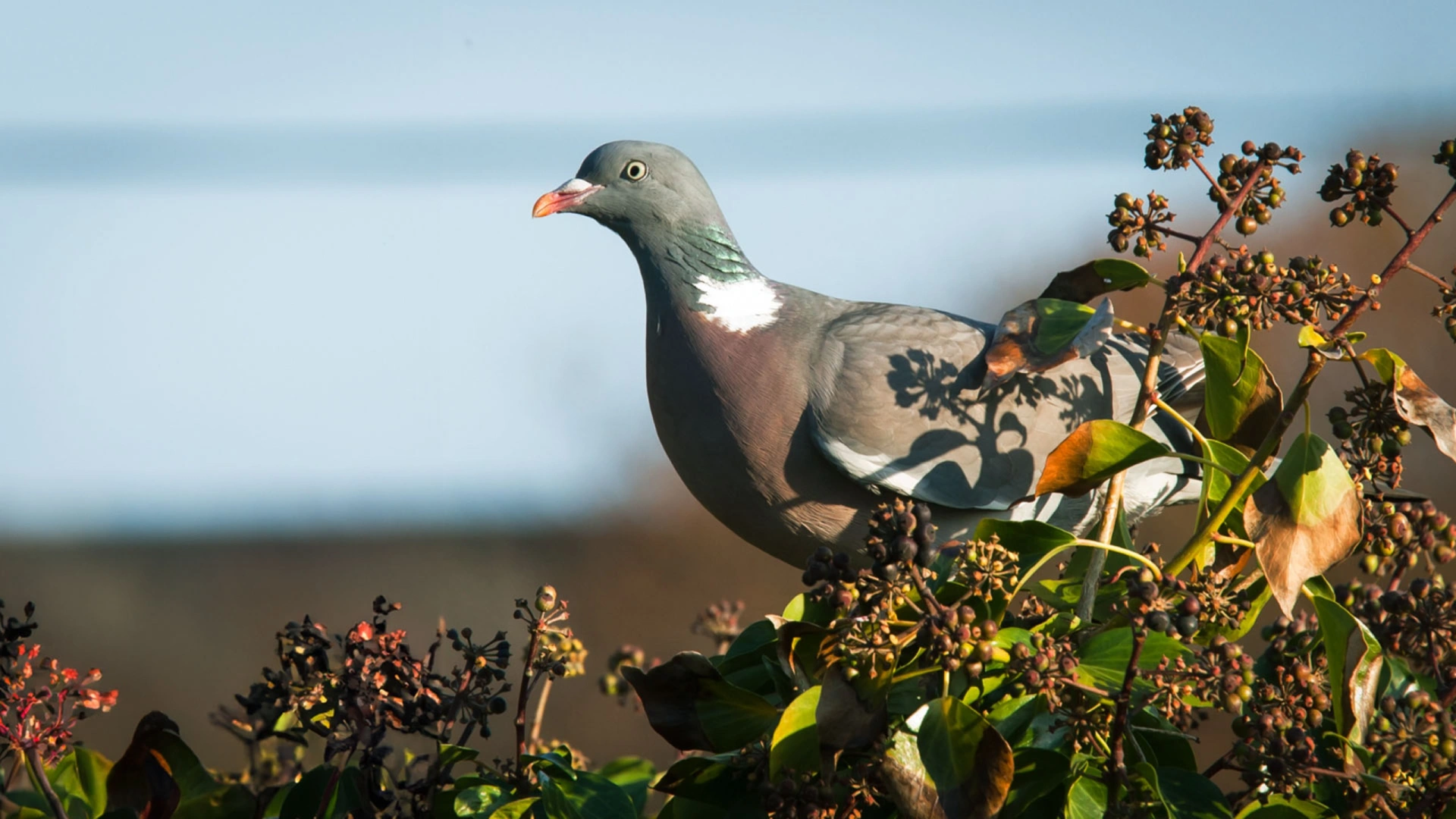 Perché dans les arbres