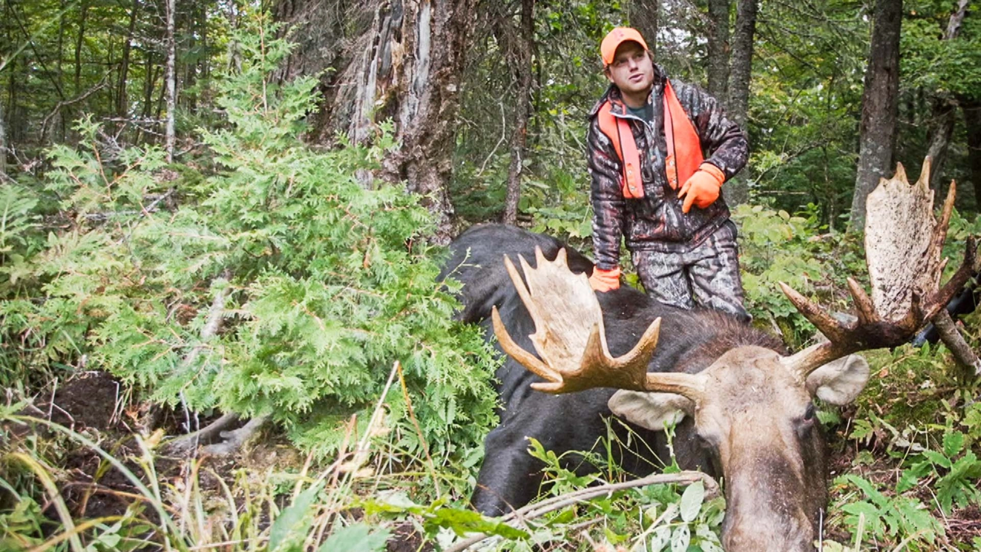 Orignal au Nouveau-Brunswick