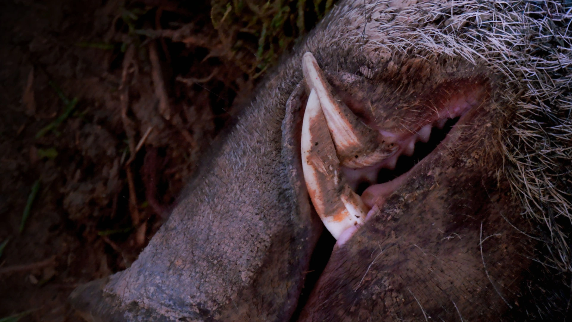 Sangliers en Tunisie 1