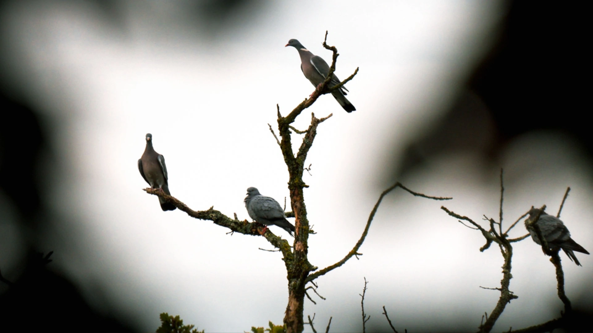 Perché dans les arbres 2