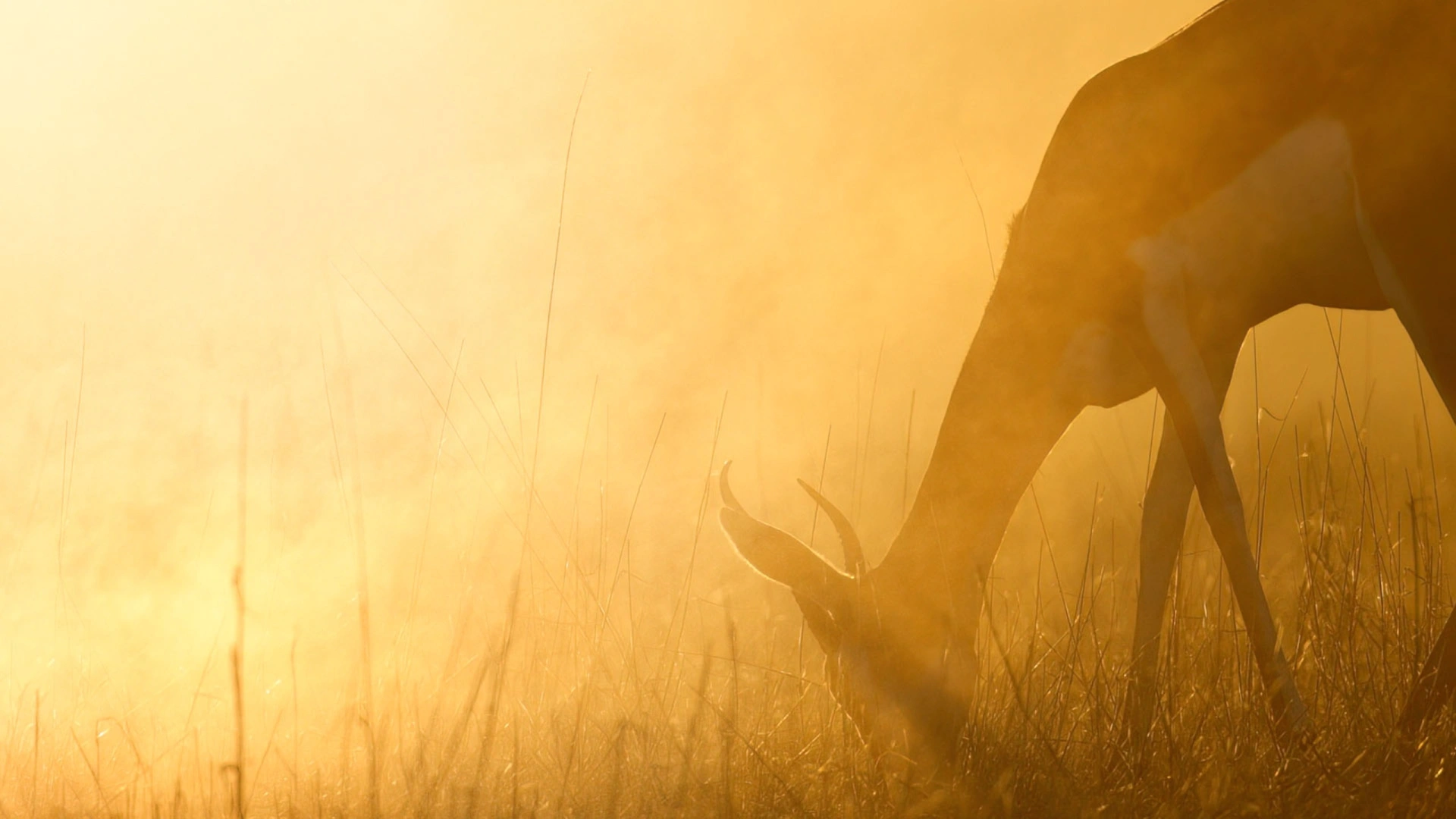 À la frontière du Botswana 1