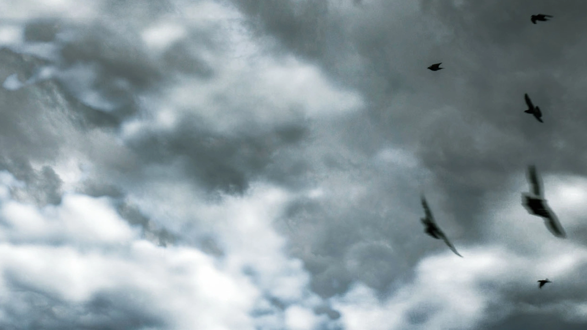 Pigeons en Angleterre 1