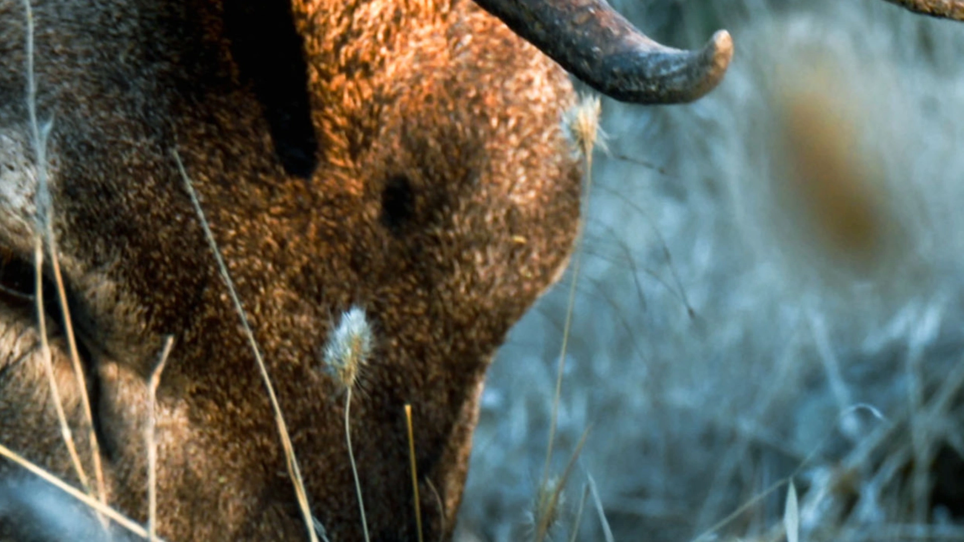 Premier cerf de sa vie au Portugal