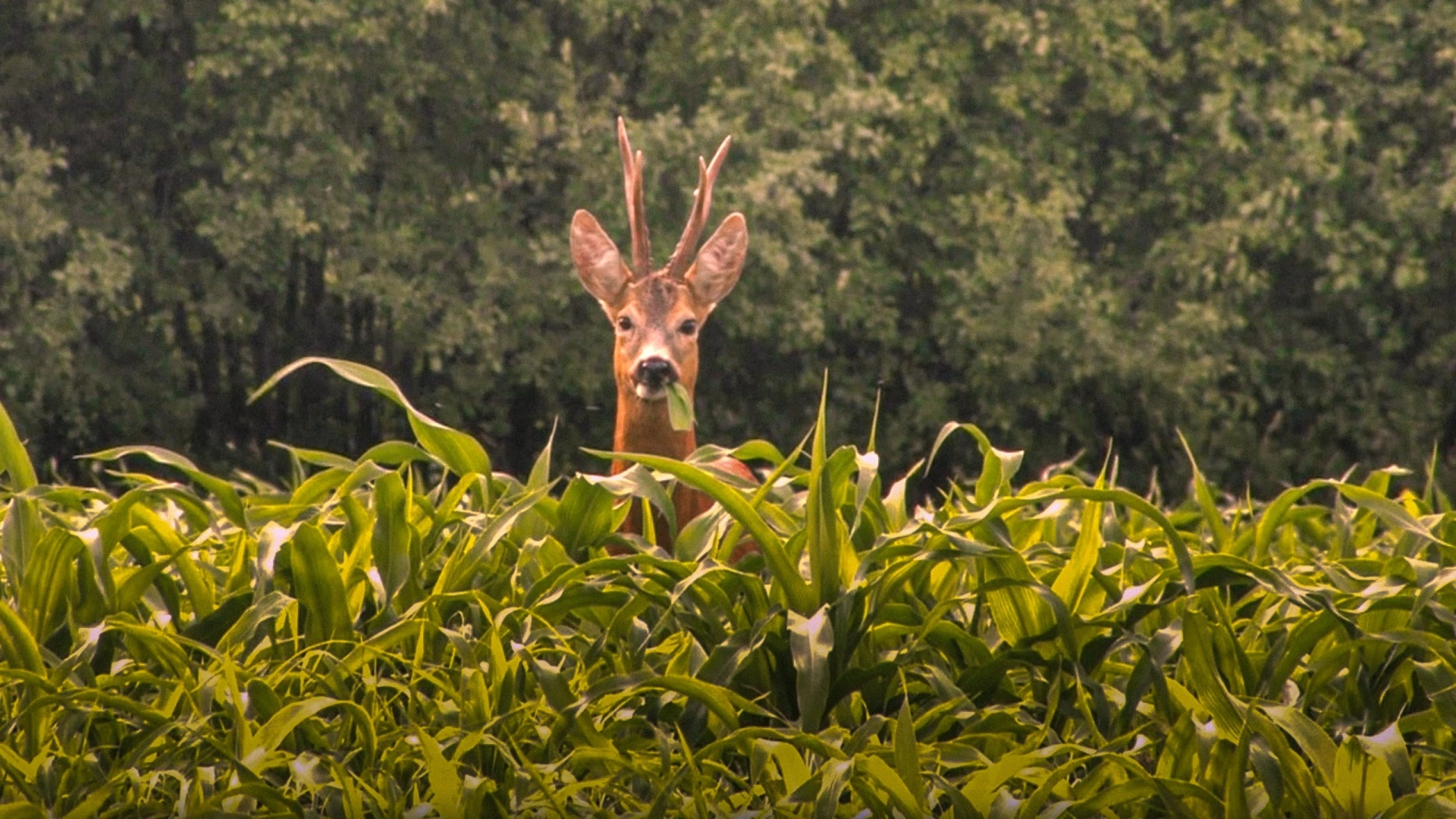 Brocards en Territoire de Hongrie