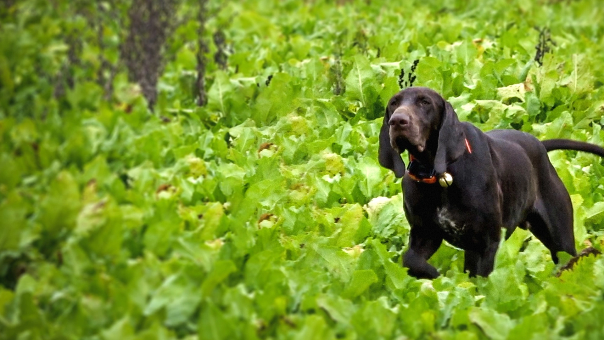 Chasse Devant Soi avec Némo