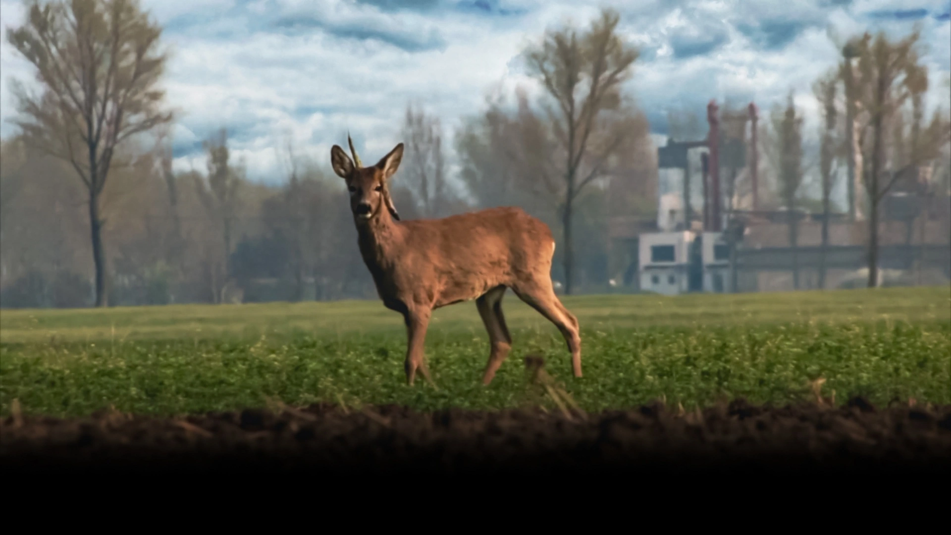 Compilation Brocards