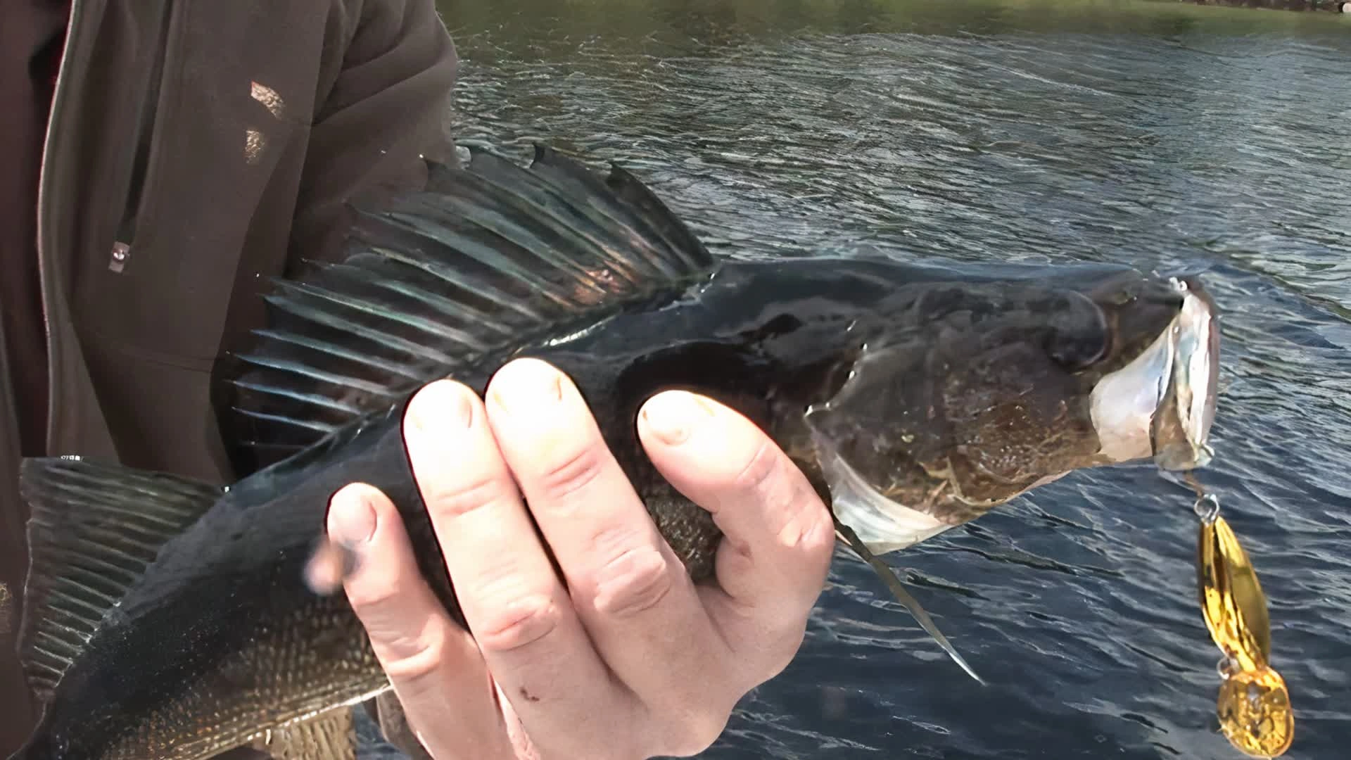 Carnassier à la cuillère