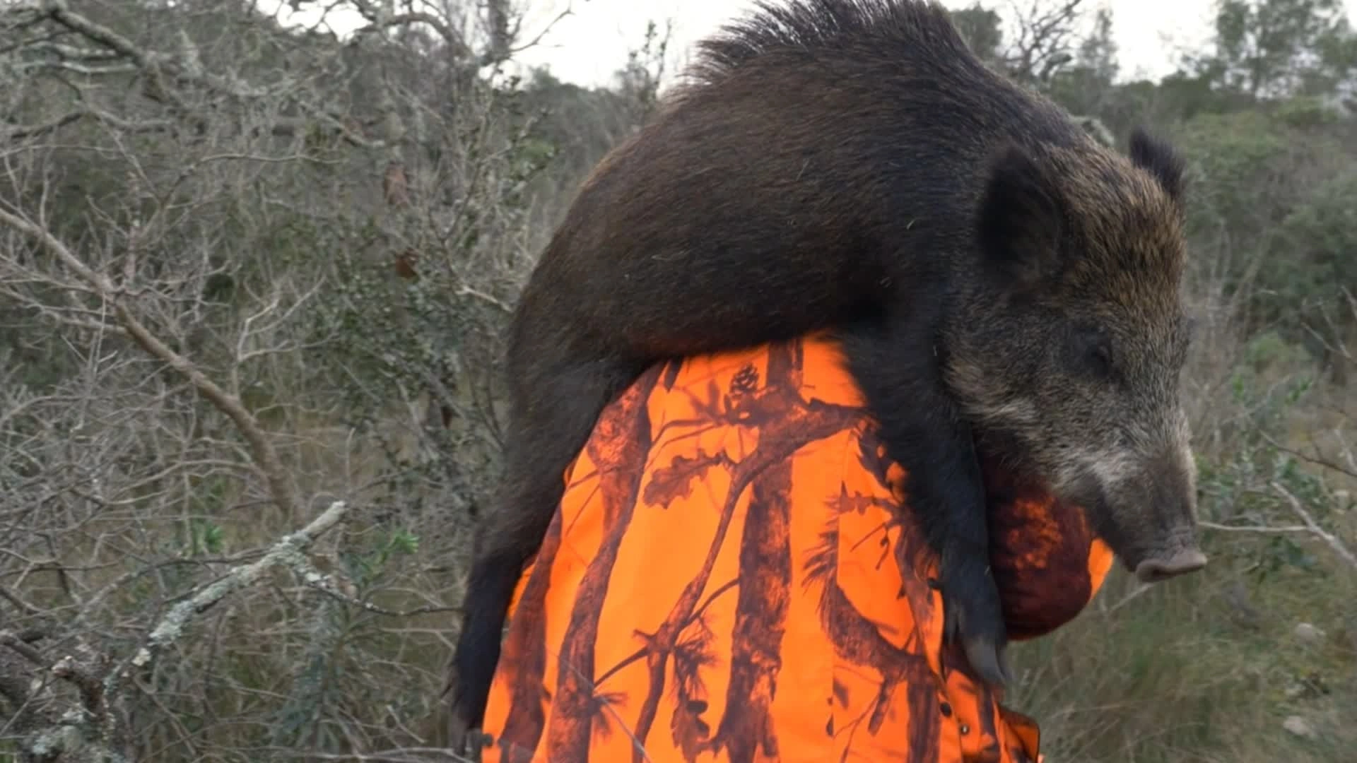 La Chasse pour le Chien et les Copains : Sanglier des Garrigues (épisode 5)