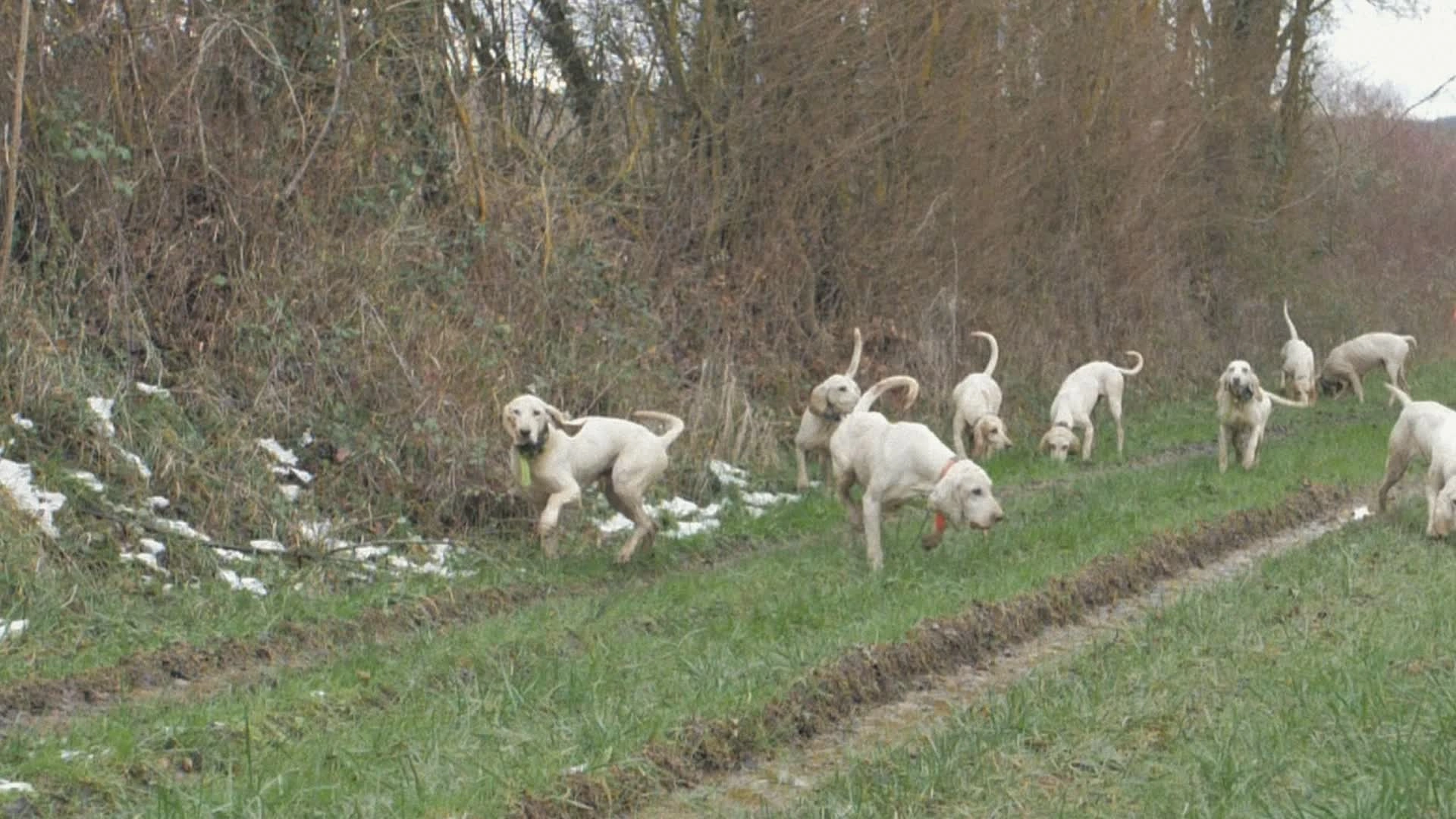 La Chasse pour le Chien et les Copains : Chiens courants avec un grand C (épisode 6)