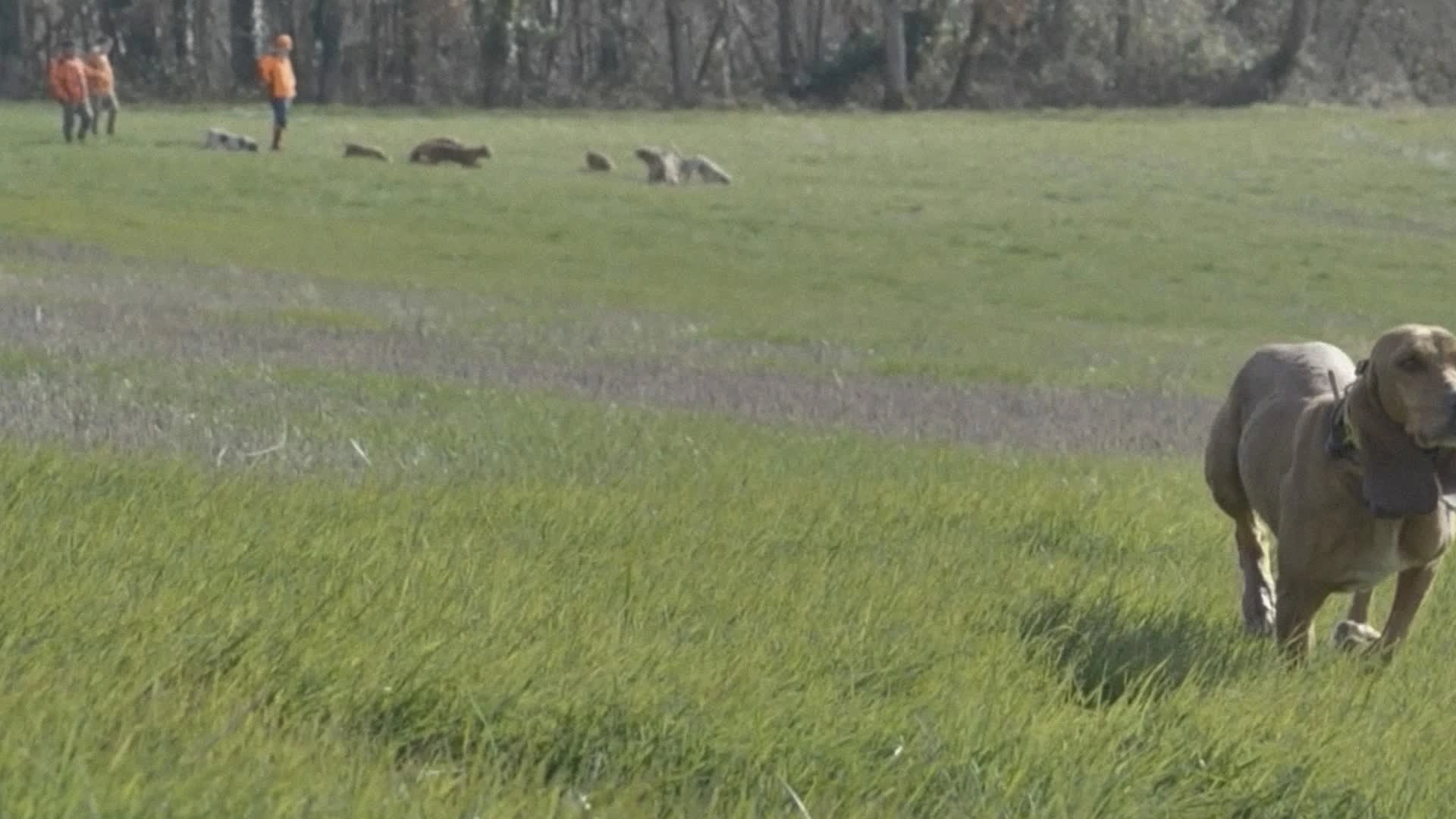 La Chasse pour le Chien et les Copains : Pour l'amour des courants (épisode 8)