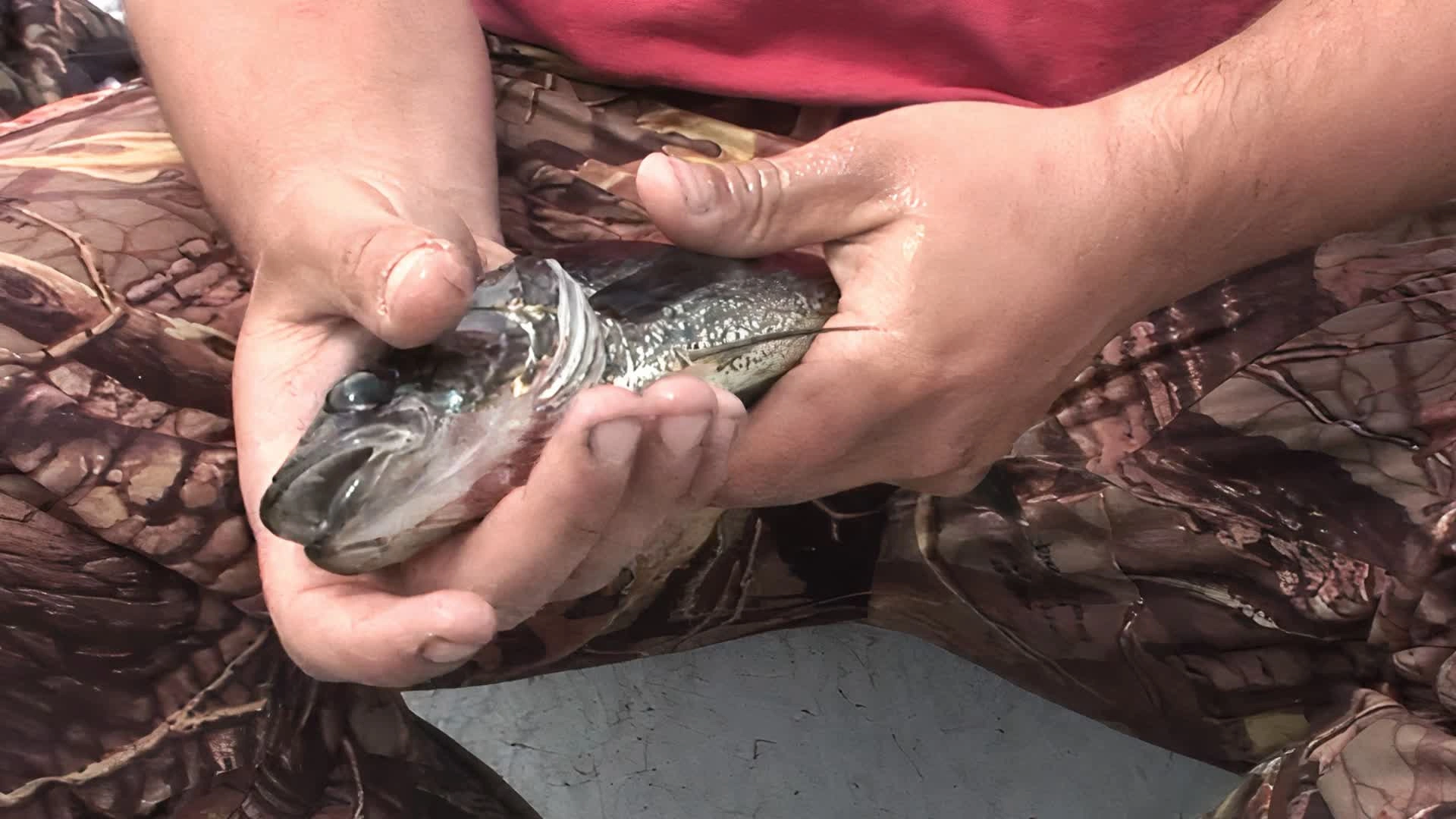 Dorés et Brochets au Leurre