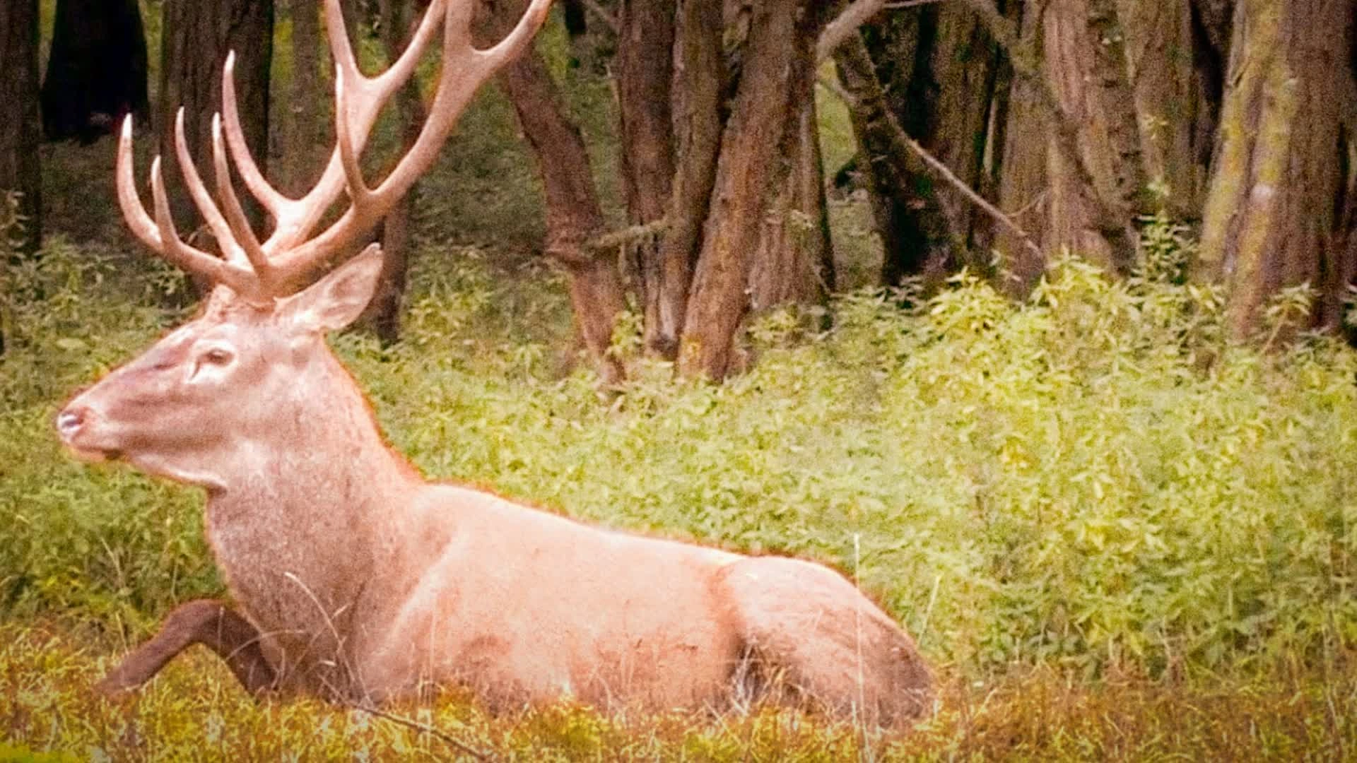 Seigneurs de Hongrie
