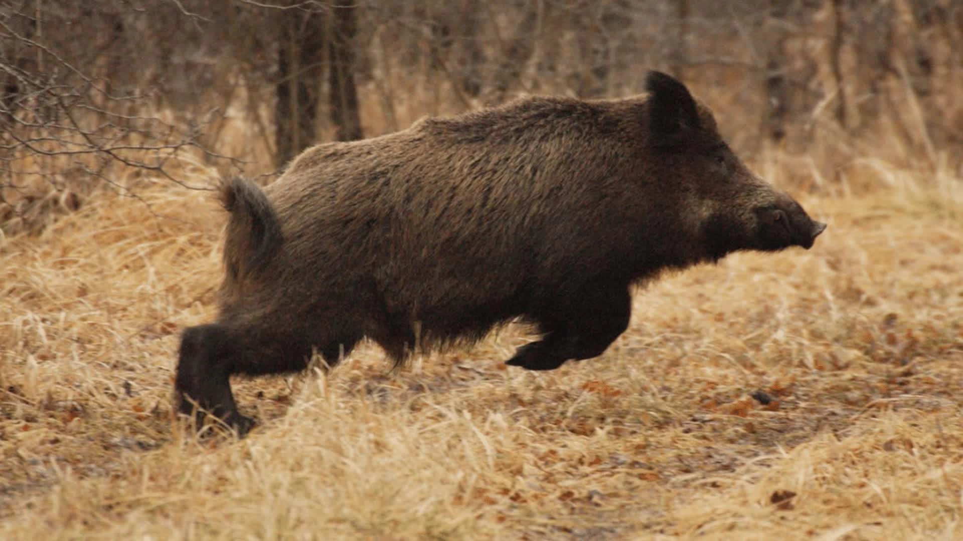 Battue aux sangliers au Domaine de la Cerisaille