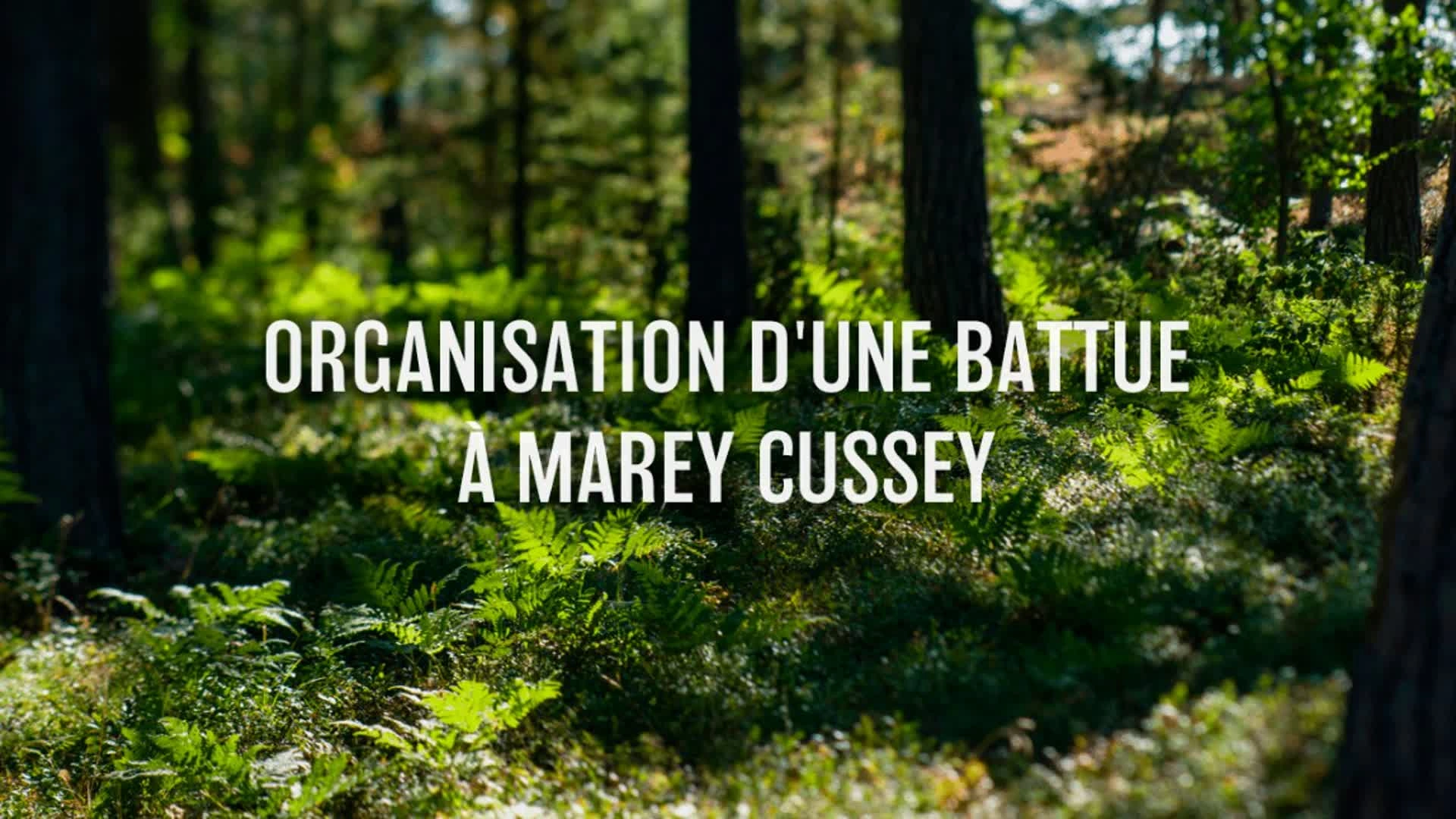 Organisation d'une battue à Marey Cussey