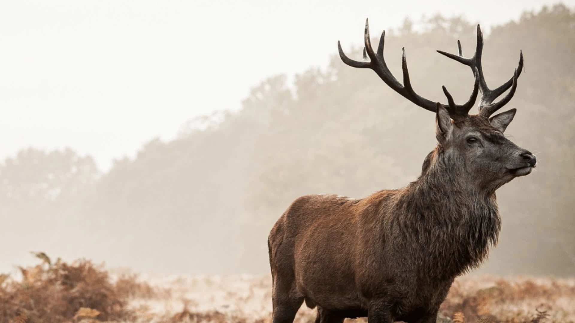 Battue aux cervidés à Courtivron