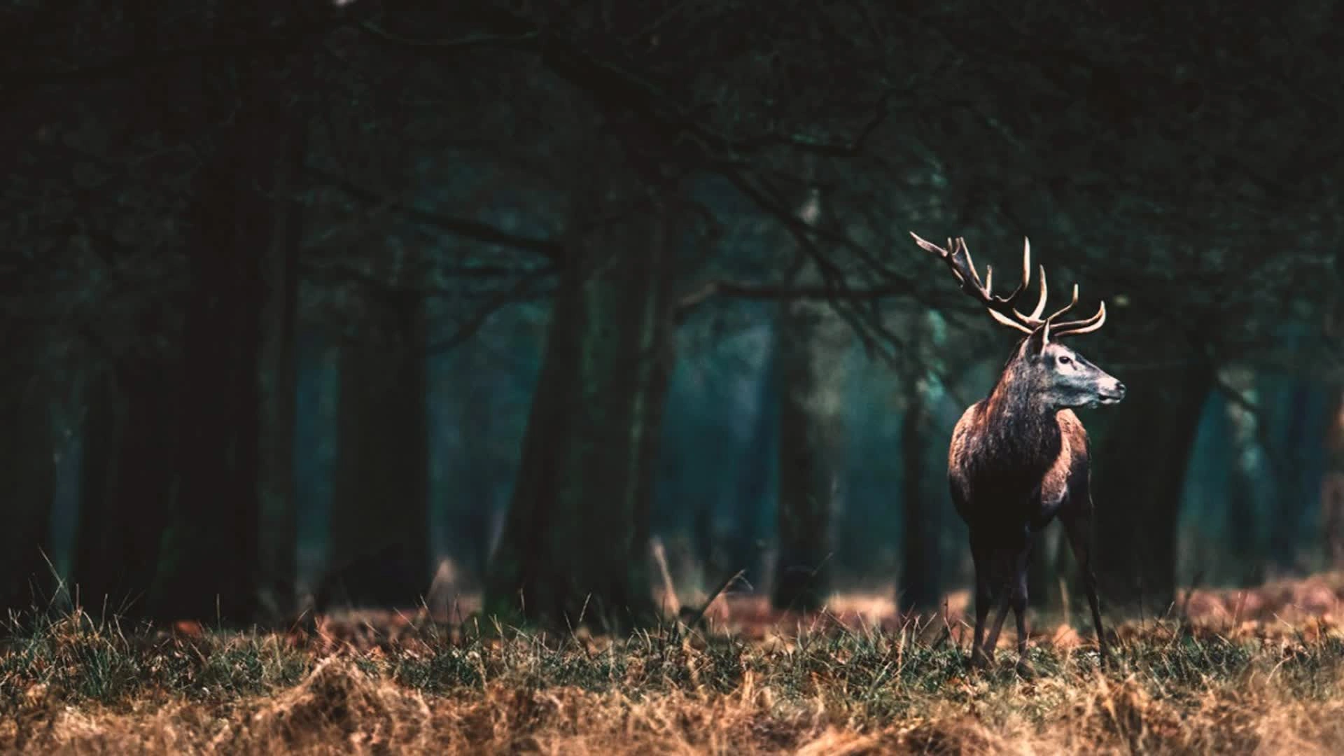 Cervidés au domaine de Boutissaint