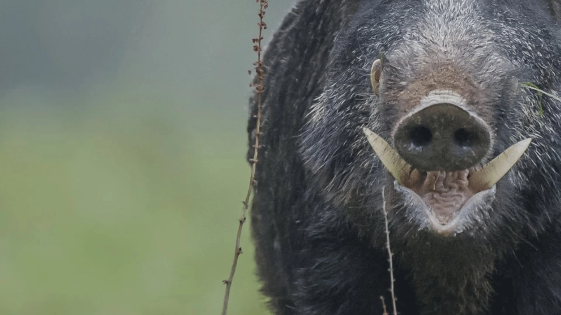 Guide aux Sangliers Atila en Turquie