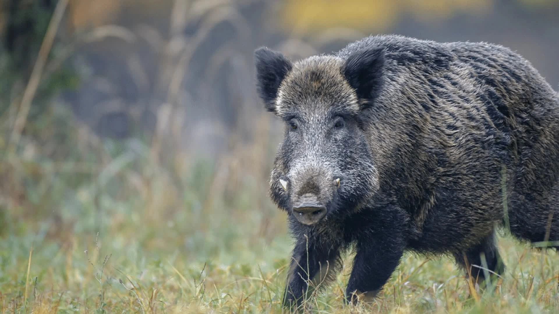 Approche aux sangliers à Courtivron