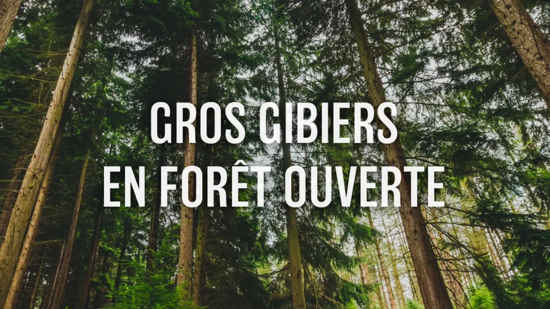 Gros gibiers en forêt ouverte