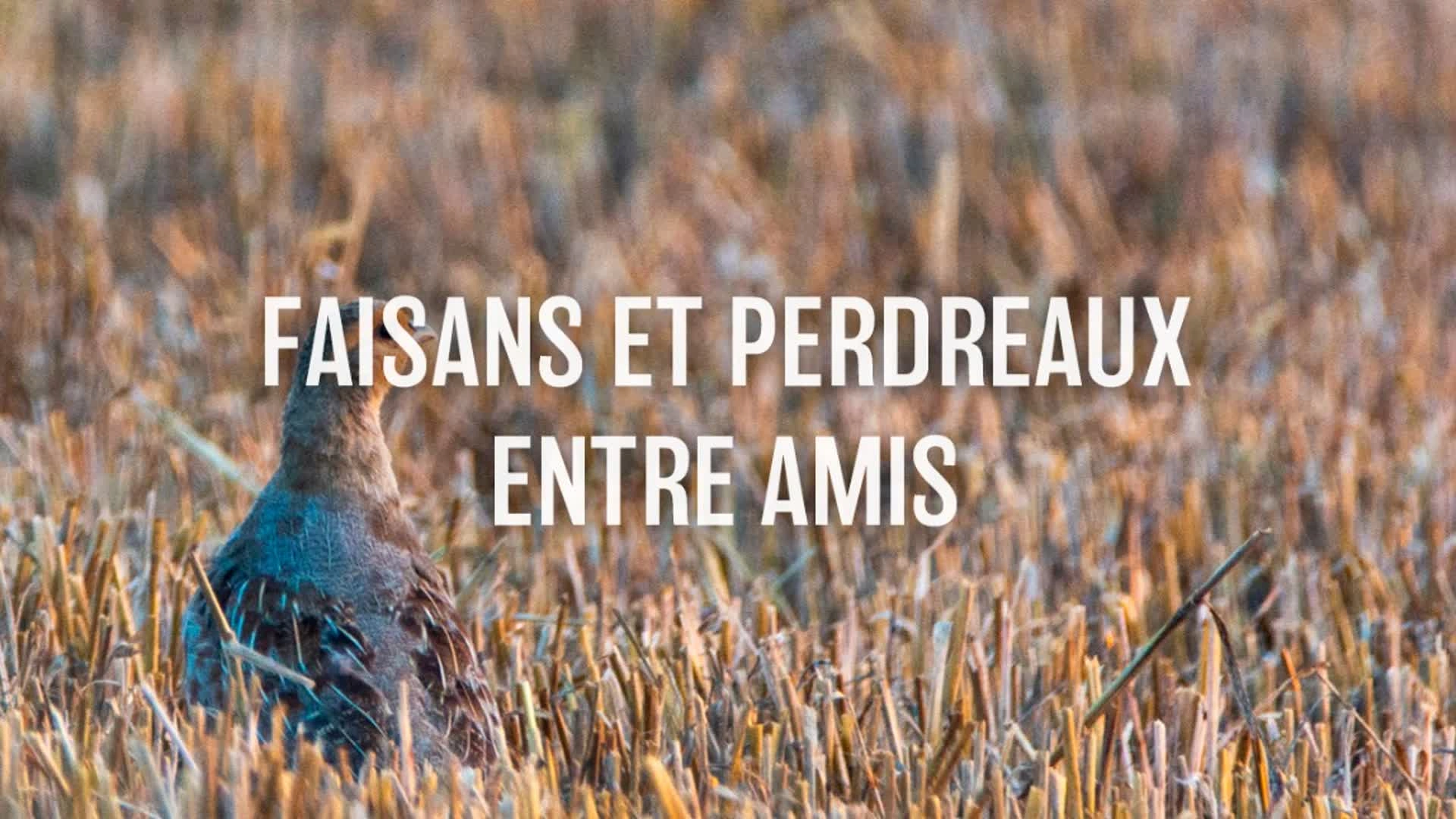 Faisans et perdreaux entre amis