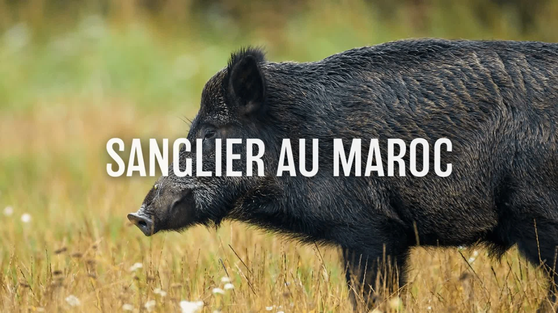 Sanglier au Maroc