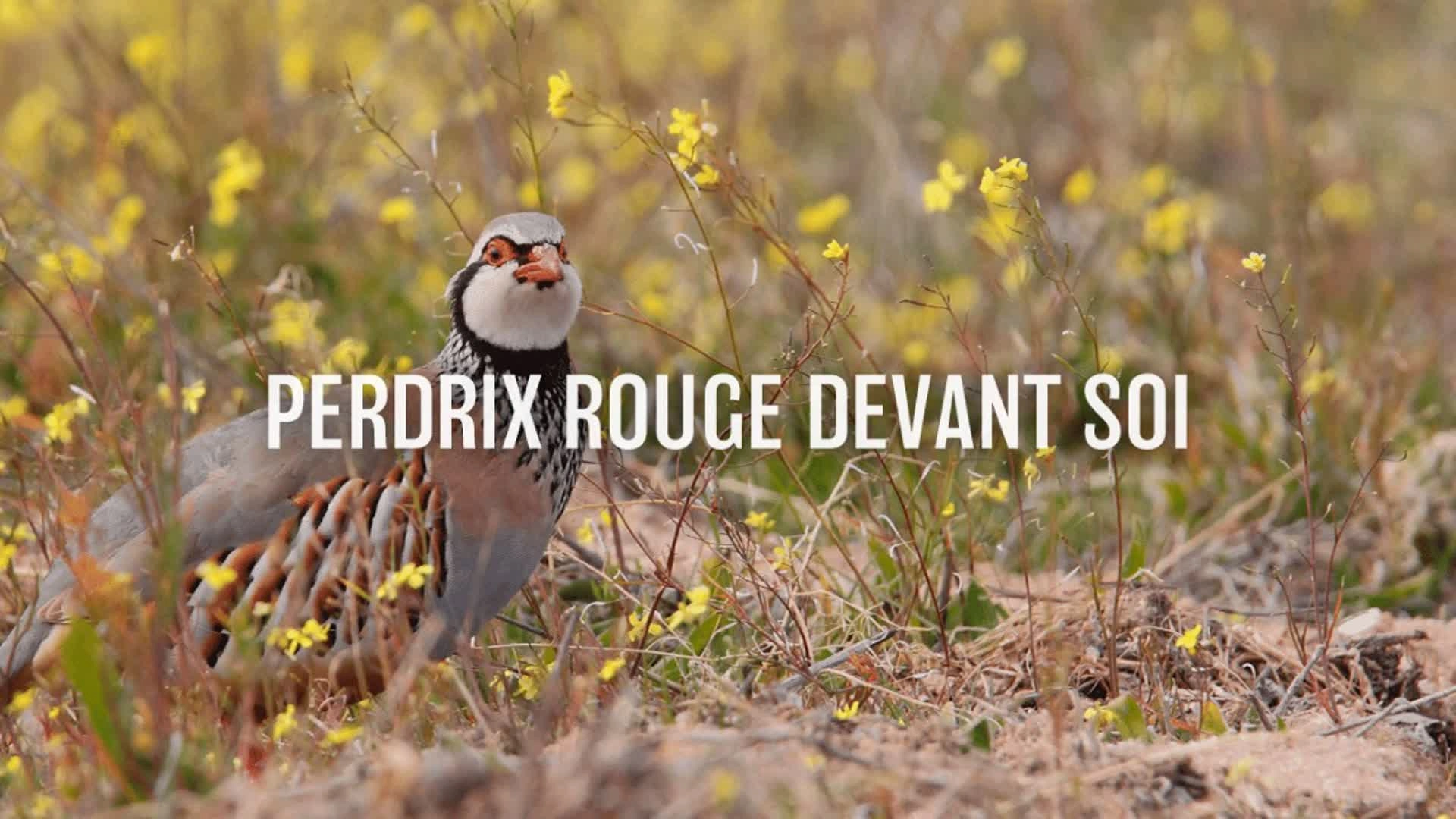 Perdrix rouge devant soi