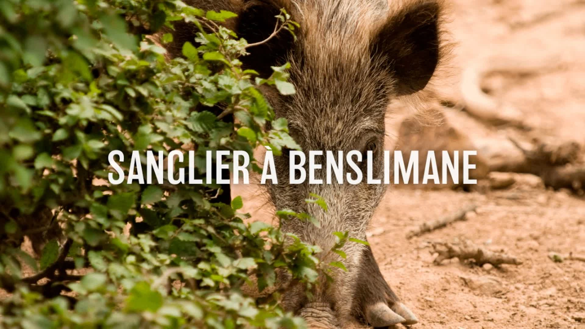 Sanglier à Benslimane