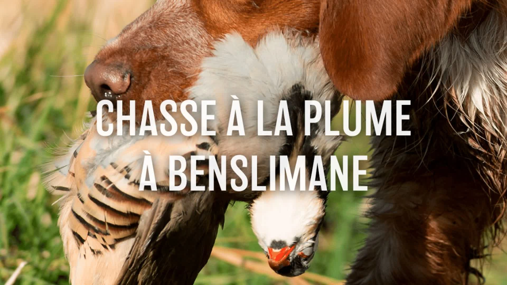Chasse à la plume à Benslimane
