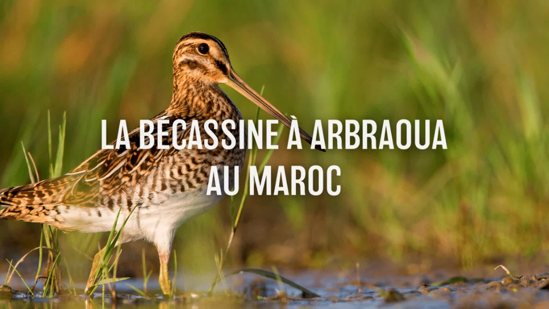 La bécassine à Arbraoua au Maroc