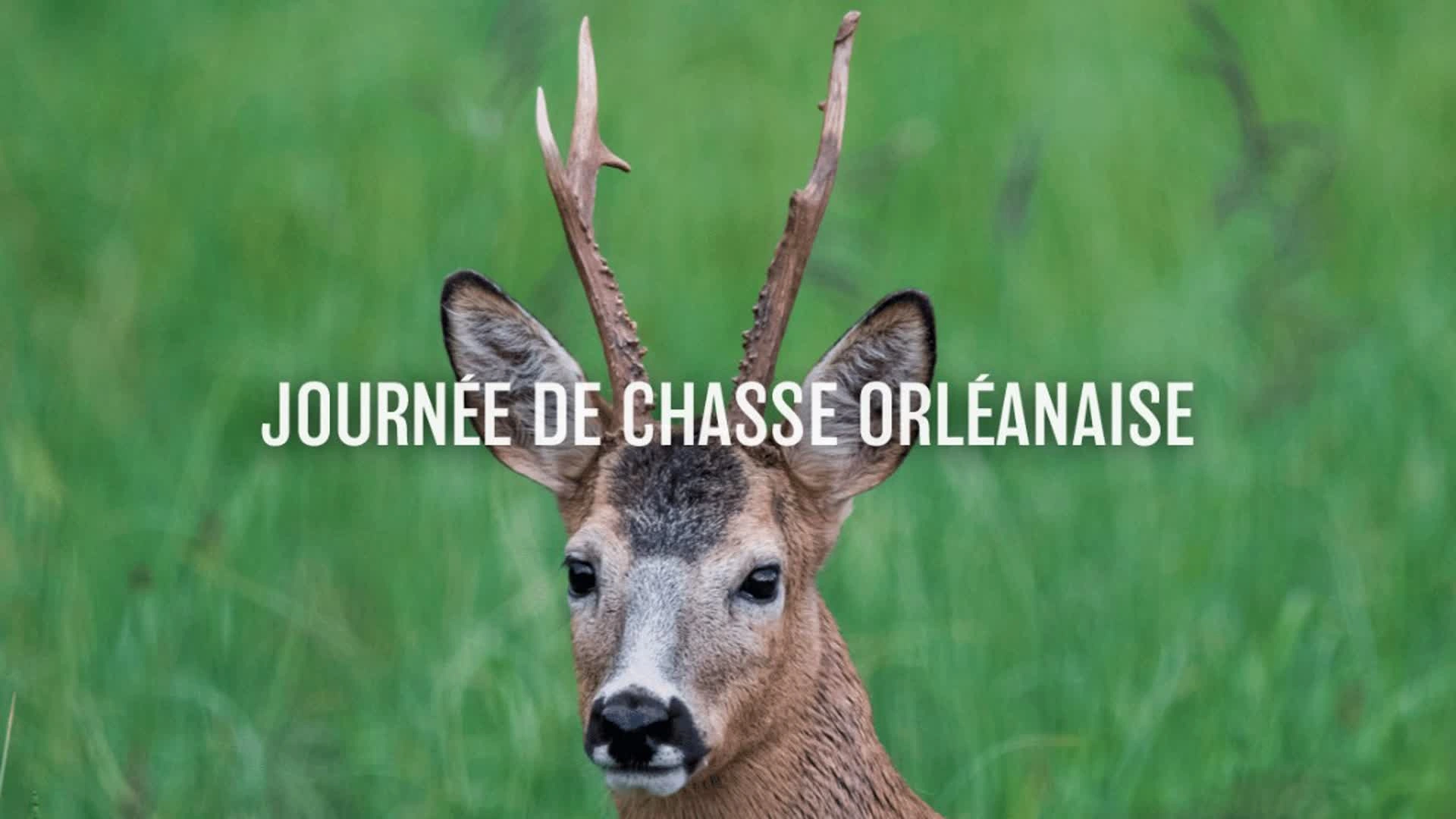 Journée de chasse Orléanaise