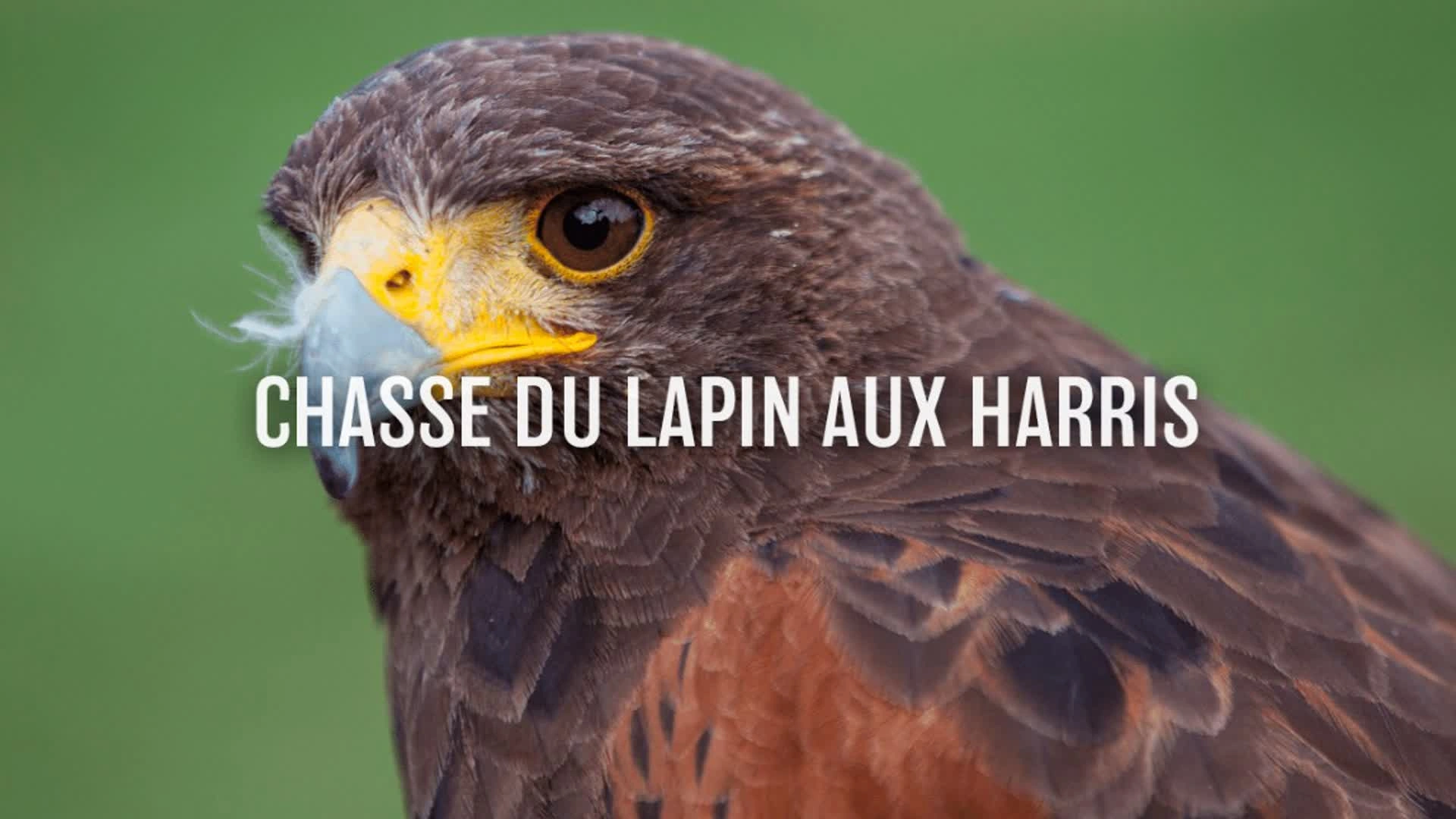 Chasse du lapin aux Harris