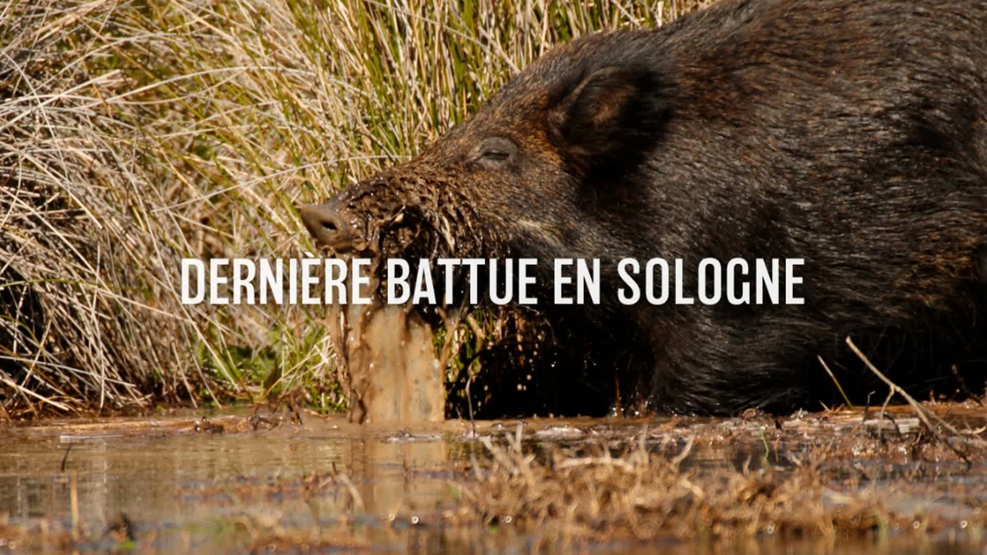 Dernière battue en Sologne