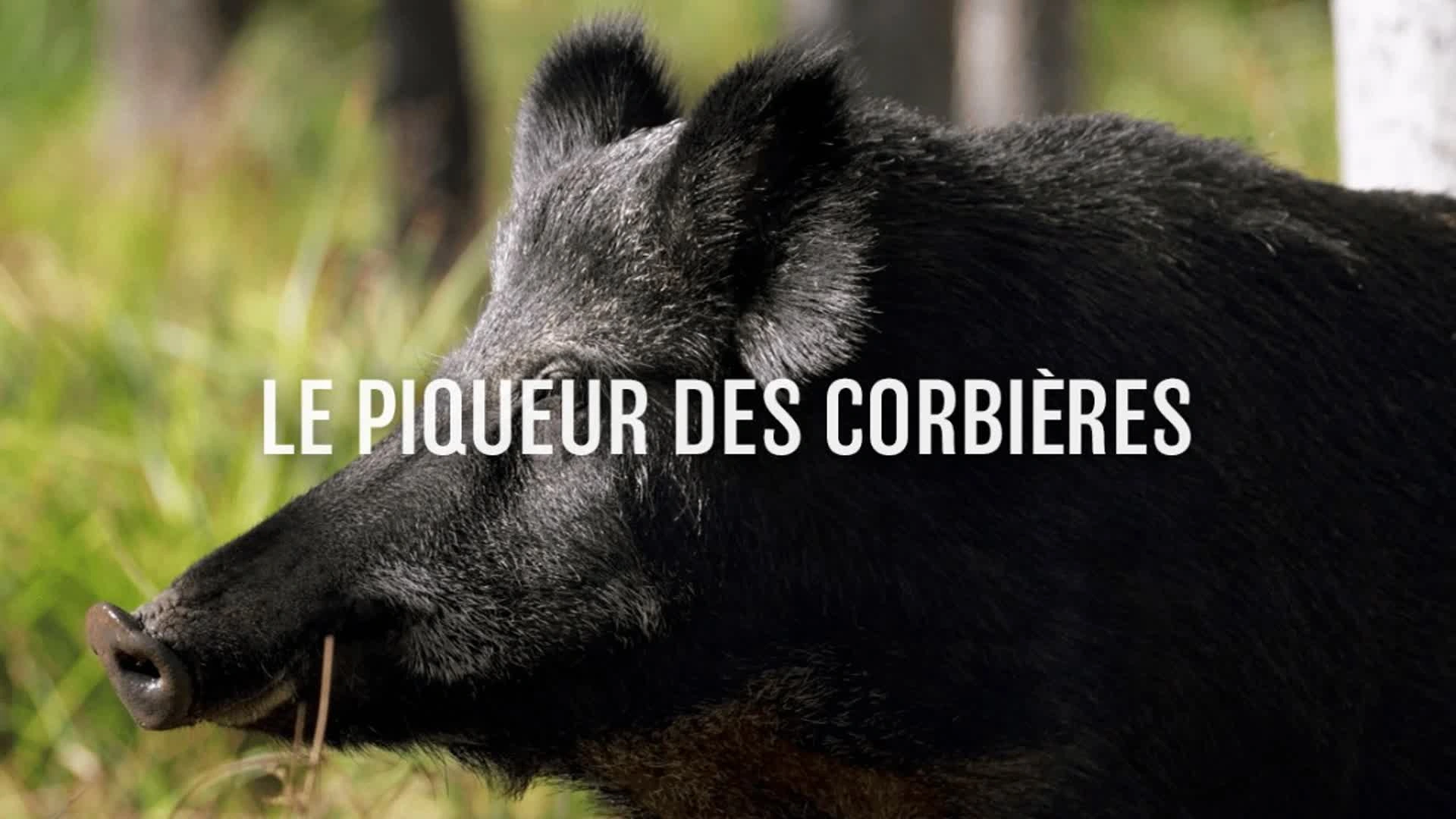 Le piqueur des Corbières