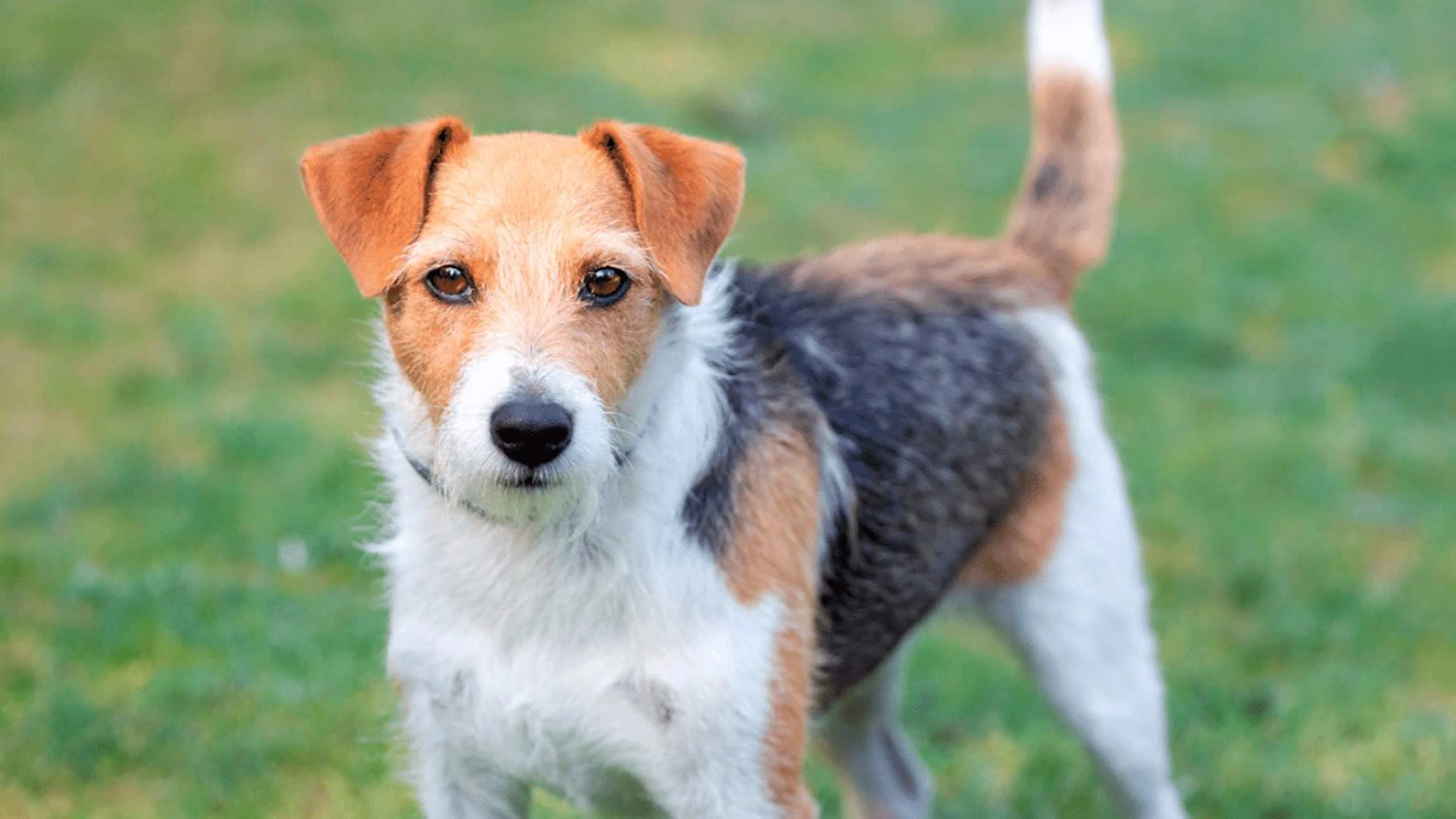 Le Parson Russell Terrier