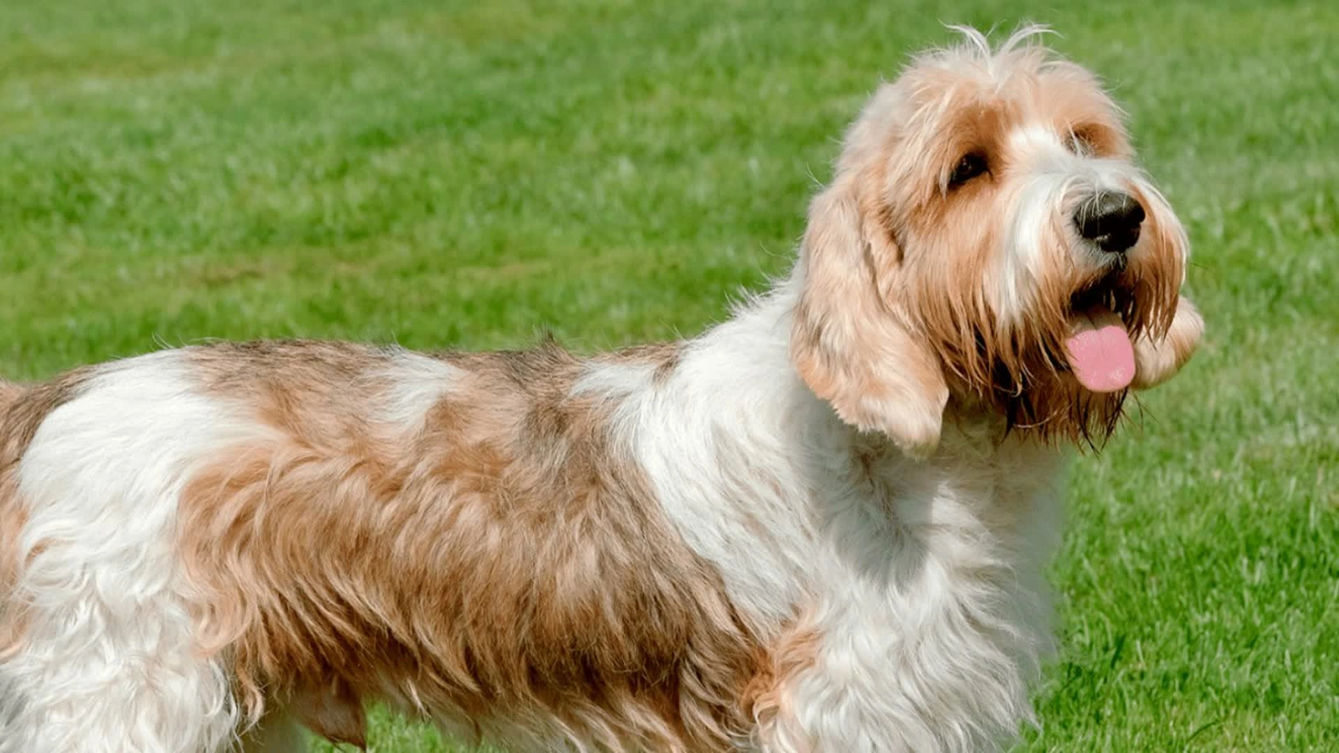 Le petit Basset griffon Vendéen